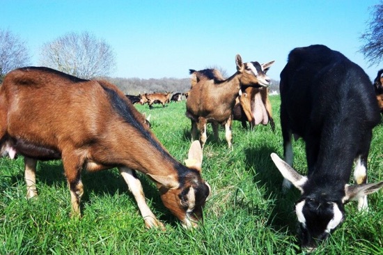 Les chèvres de la ferme de la Hutte
