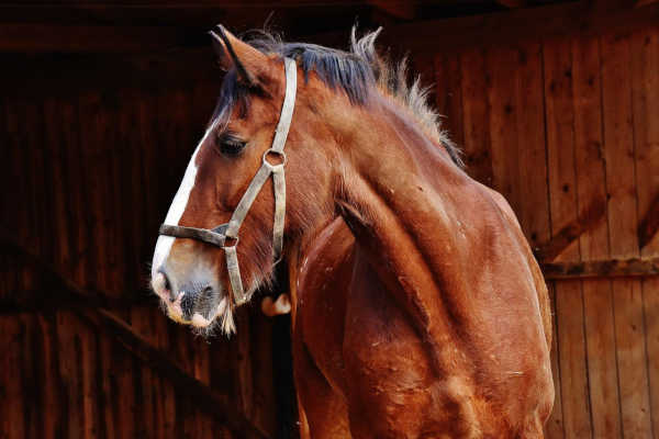 Un haras dans le Perche