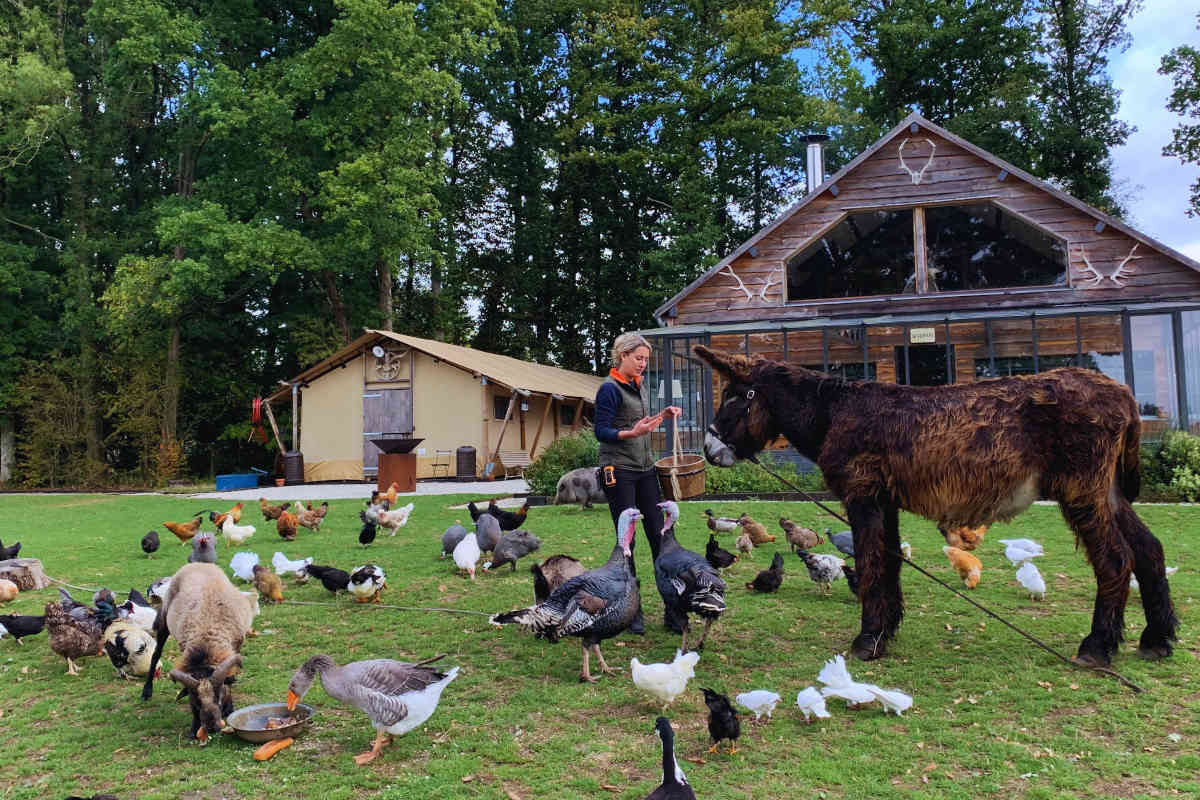 Animaux de la ferme